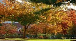 Photo of campus folliage in fall.