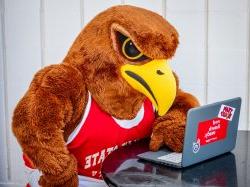 Rocky the Red Hawk looking at a laptop intently