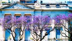 位于阿根廷布宜诺斯艾利斯的一栋建筑，在开着紫色花朵的树后面.
